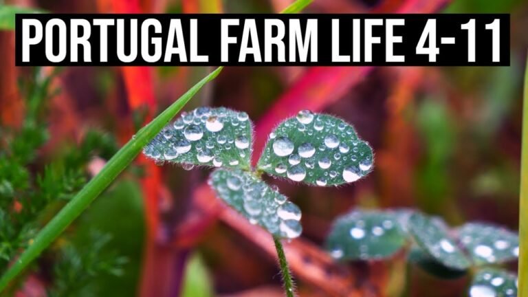 Is it enough RAIN to break the DROUGHT? | PORTUGAL FARM LIFE S4-E11 ☁☔❤🇵🇹