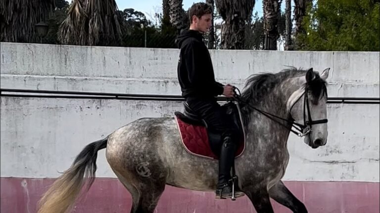Lusitano’s in Portugal – vlog part 1
