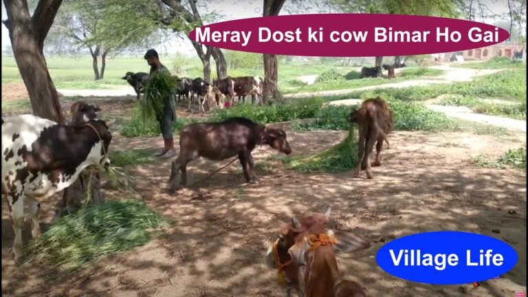 Meray Dost Ki Cow Bimar Ho Gai , Sameer Sonu, 15 March 2022