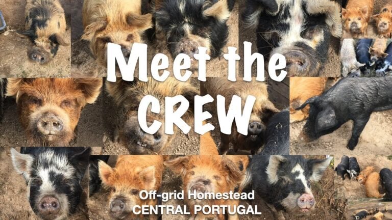 Off-grid homestead in Central PORTUGAL – MEET THE CREW!