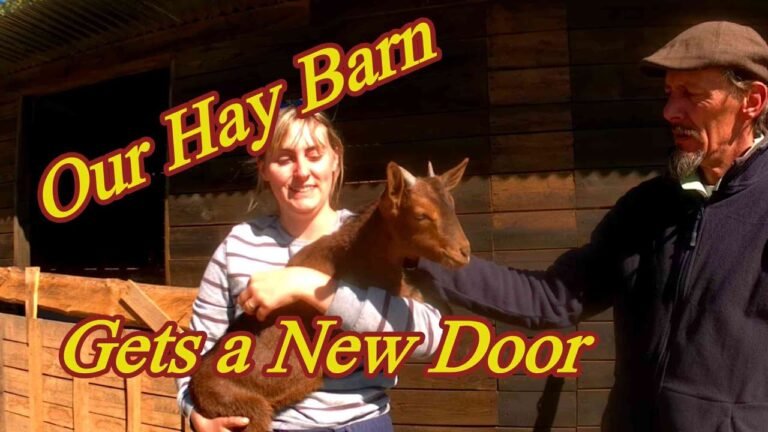 Portugal farm life – Our Hay Barn gets a new door, court update and we castrate the male goats.