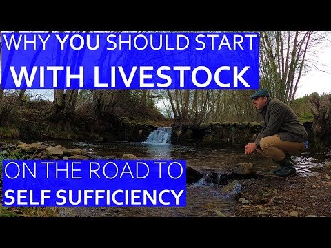 WHY SELF SUFFICIENCY WITH ANIMALS IS MOST IMPORTANT – OUR PORTUGUESE FARM ROAD TO SELF SUFFICIENCY