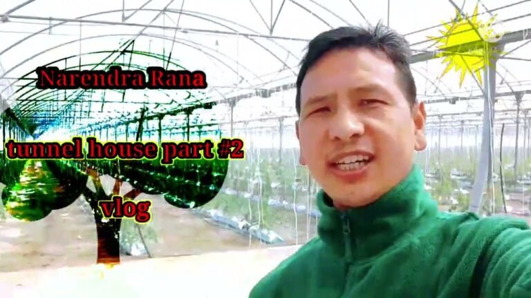 portugal ko tomato kheti// tunnel house vlog part #2 tomato kheti kasari garne