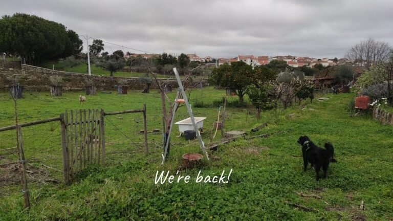 Adventures in Farm Hunting Portugal Round 2 | Back at Our Airbnb In Castelo Branco