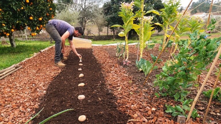 Dig vs. No-Dig Potatoes Experiment