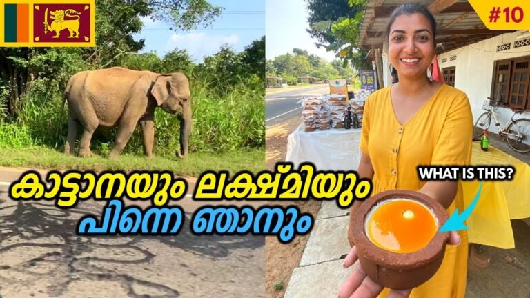 Encountered A Wild Elephant On The Road | ഇനി രാവണനെ ലക്ഷ്മി ഓടിക്കും | EP #10