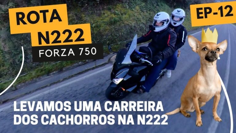 🐶 Levamos uma CARREIRA dos CACHORROS – N222 – Portugal | EP – 12