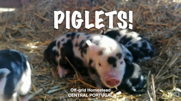 Off-grid Homestead in Central Portugal / Finally, KUNE KUNE PIGLETS!