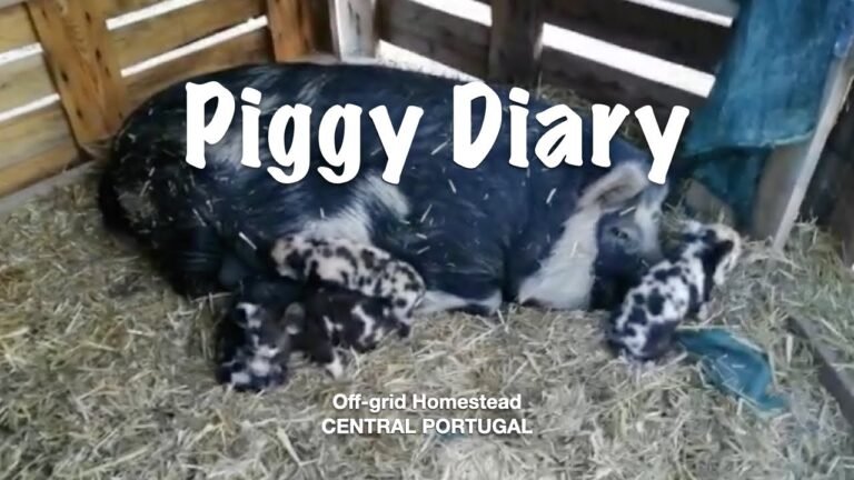 Off-grid Homestead in Central Portugal /PIGGY DIARY