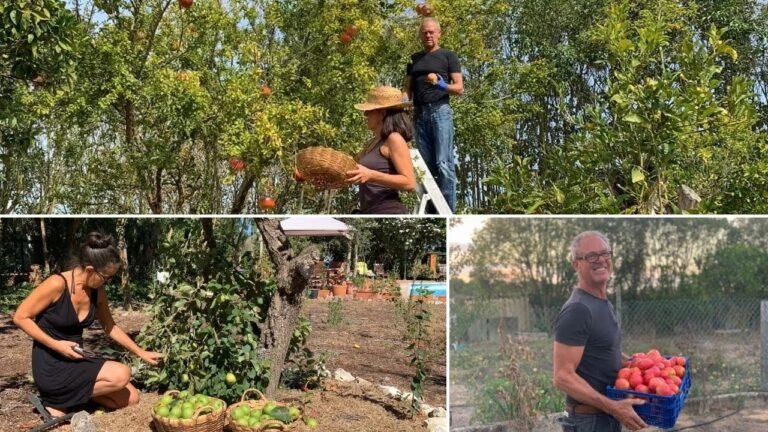 PORTUGAL HOMESTEADING DIARIES: Living off the land. Storing homegrown Food.