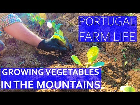 BEST PLACE TO BUY VEGETABLE PLUGS – GROWING FOOD IN THE MOUNTAINS – PORTUGAL FARM LIFE