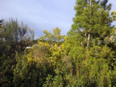 Detached farm 2640m2 – Sobral do Campo – Castelo Branco – Portugal. Price: 11.000,00. Ref 222344 Detached farm 2640m2 – Sobral do Campo – Castelo Branco – Portugal. Price: 11.000,00. Ref 222344