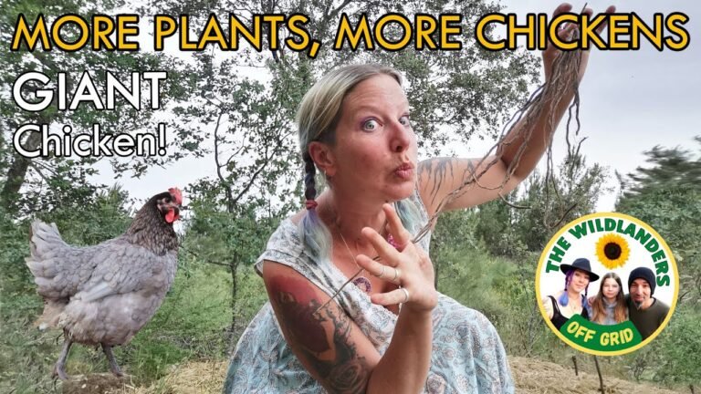 MORE Plants, MORE Chickens! – Off Grid Living Portugal