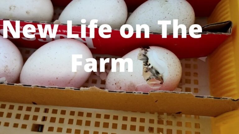 No 59, A New Life on The Farm !! And A Cherry Sorbet Recipe