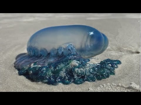 Portuguese Man o' War returns to Florida beaches