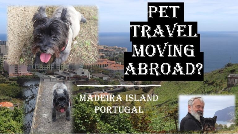 Traveling/ Moving Abroad with Pets | Madeira Island Portugal | It'll Be Fun!