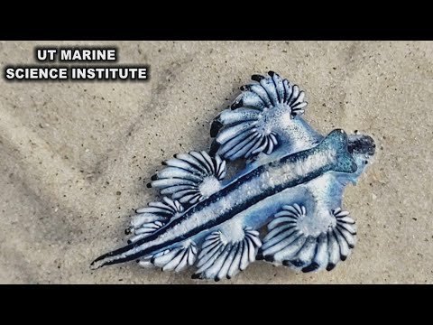 Venomous blue dragons washing on shore along Texas beaches