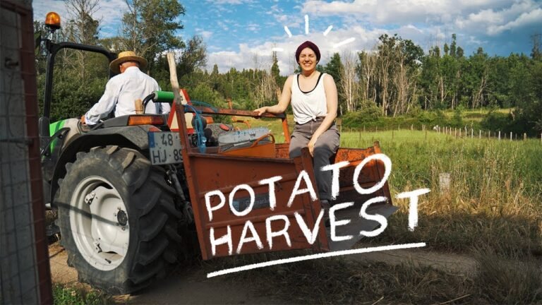 #50 Harvesting potatoes on the Portuguese countryside