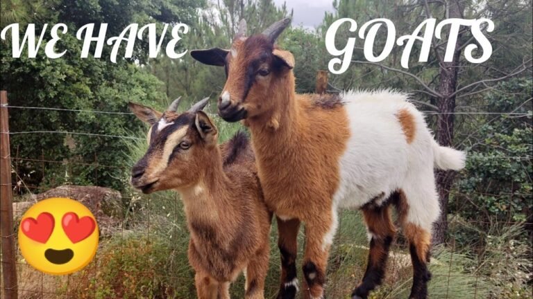 67 : GOATS with GINJA and JAM in Central Portugal