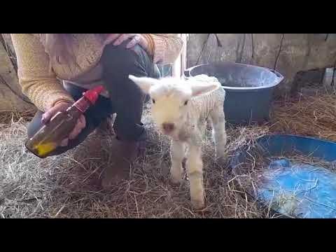 O mais recente membro da família da Quinta do Badalinho