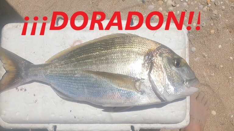 PESCA SURFCASTING DORADAS Y DORADON