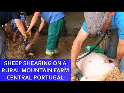 SHEEP SHEARING THE TRADITIONAL WAY – RURAL MOUNTAIN FARMING IN CENTRAL PORTUGAL