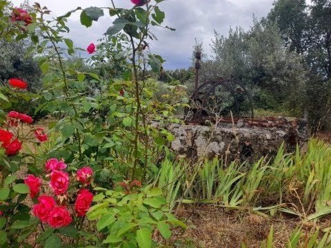 Farm 1ha – Registered Rural Construction – Sobral do campo – Center – Portugal – Price: 39.900 Euros