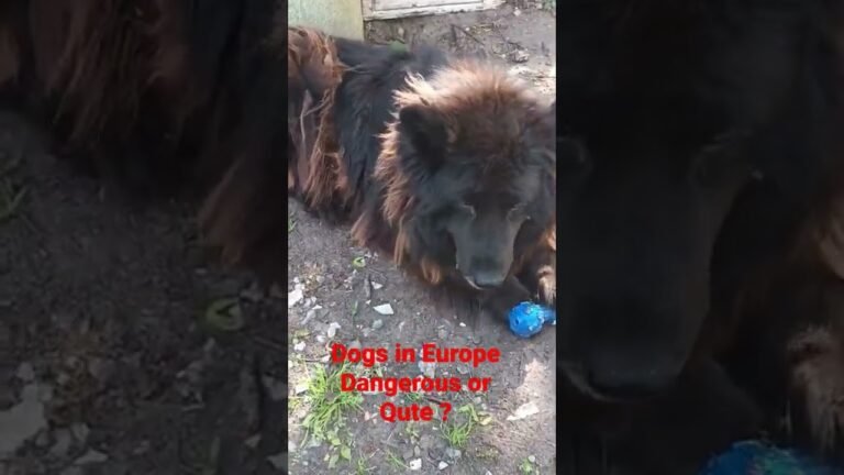 कुत्ते जो भालू की तरह दिखते हैं |    Dogs in Europe | Dangerous or Qute ? #shorts #shortsdogs #viral