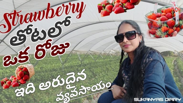 ఈ తోట ఎవ్వరికైనా నచ్చుతుంది||#sukanyasdiary|#strawberryfarms| #teluguvlogs|#portugal|#villagevlogs