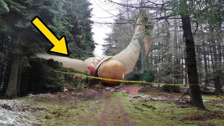 8 STRANGEST Discoveries Found In The Woods!