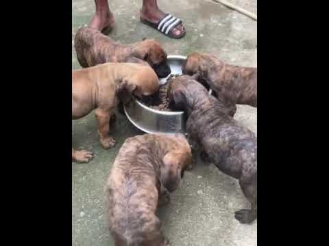 Boerboel puppies @ week 7