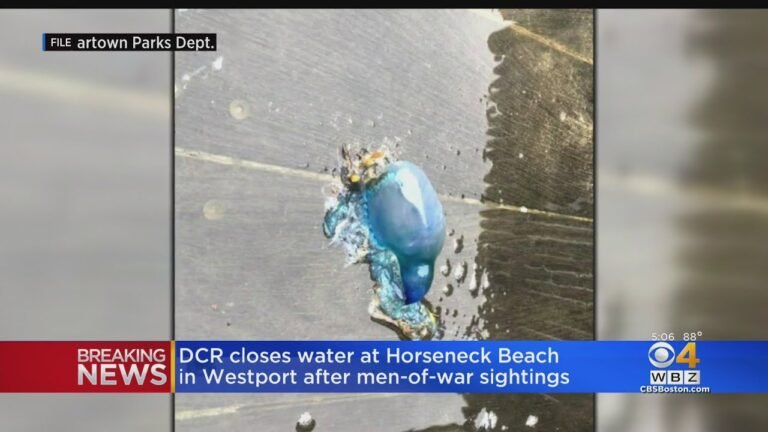 Horseneck Beach in Westport closed due to Portuguese Man O'War sighting and rip currents