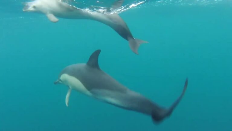 Lisboa to Porto (Sailing Makaio)