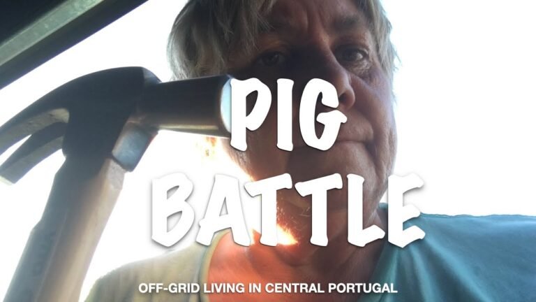 Off-grid Homestead Central Portugal / PIG BATTLE