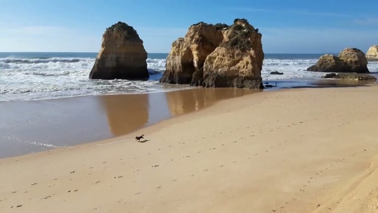 Puppy running on the beach • Praia dos tres Castelos🏖Portimão • Algarve • Portugal 🇵🇹🌞