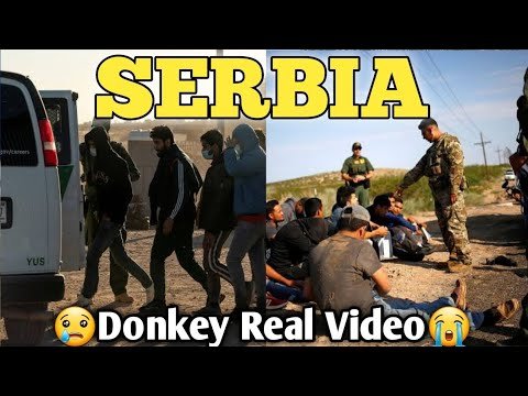 Serbia Donkey Video || Serbia Donkey Latest Video  || Serbia  To Greece Donkey