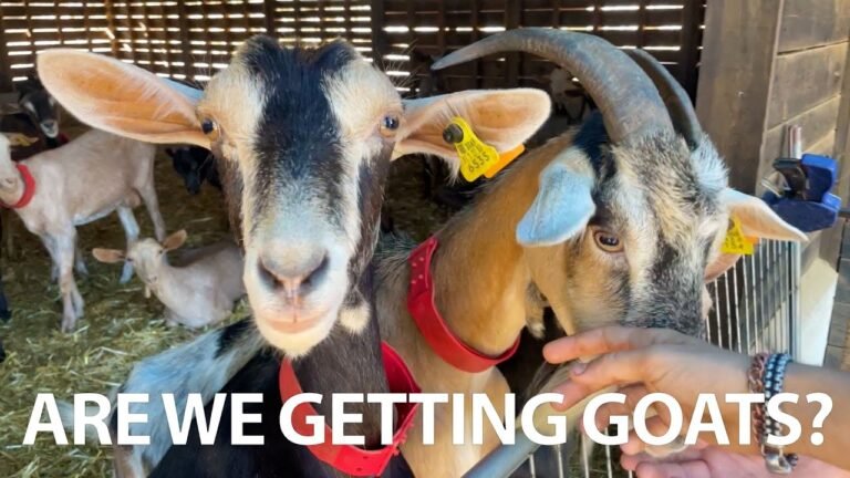 A DAY AT A FRIEND'S GOAT FARM | Portuguese Life