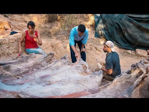 A man found dinosaur bones in his yard  It could lead to largest skeleton