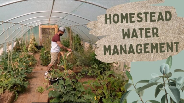 Water challenges & management on our homestead following a drought in Portugal. And we have rain! Water challenges & management on our homestead following a drought in Portugal. And we have rain!