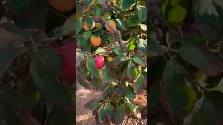 Fruits in Algarve Portugal 🥭🇵🇹 #short #shorts #tiktok #shortvideo #ytshorts #subscribe #trending