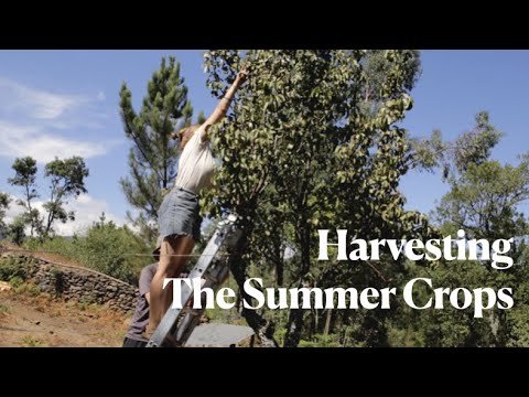 #5 Living Off the Land // OFF-GRID LIFE IN PORTUGAL #5 Living Off the Land // OFF-GRID LIFE IN PORTUGAL