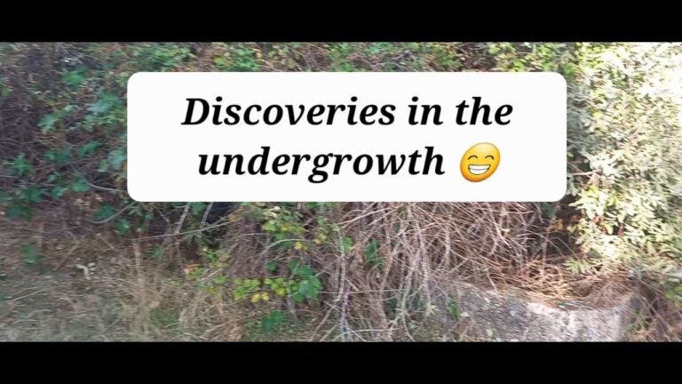Episode 12 Discoveries pruning our off-grid land/ Our farm in Central Portugal