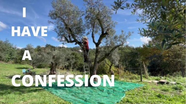 Harvesting Olives in Portugal and a CONFESSION about OLIVES