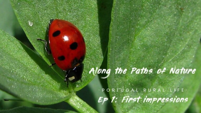 Portugal Rural Life – Ep 1: First impressions