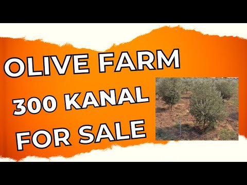 300 kanal for sale olive farm solar based water turbines dripping system over all near to motorway