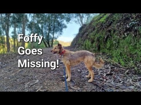 Foffy Goes Missing!