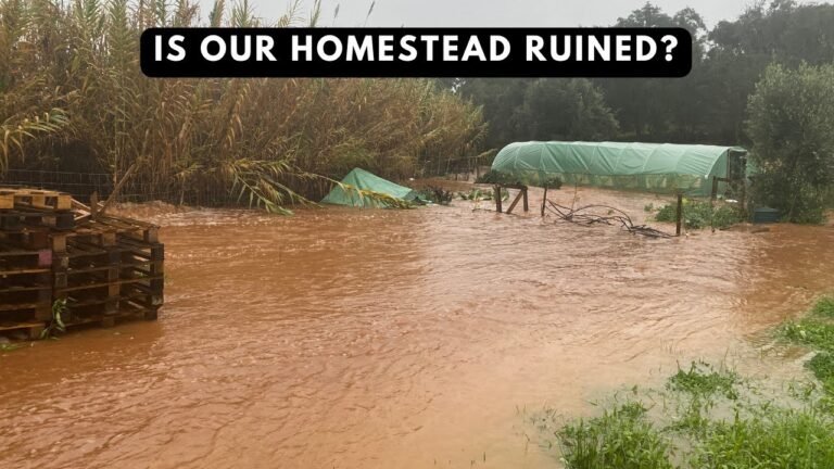 HAS ALL OUR HARD WORK GONE TO WASTE? FROM DROUGHT TO FLOODS ON OUR HOMESTEAD / FARM