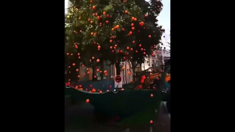 Harvesting oranges – Portugal #shorts