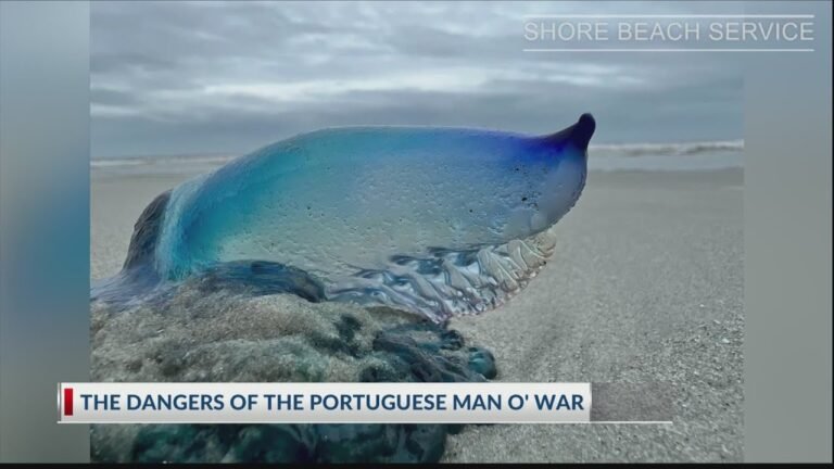 Portuguese Man O’ War sightings on Hilton Head beaches prompt warning