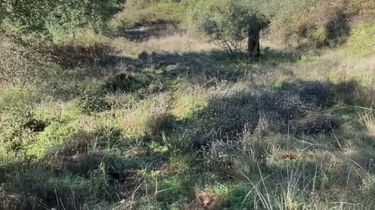 Rustic land for sale In central Portugal